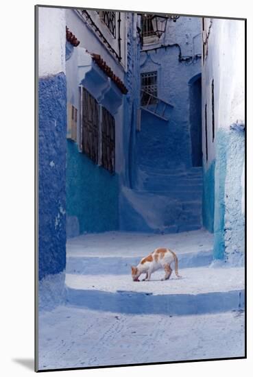 Cat in Alleyway in Morocco-Steven Boone-Mounted Photographic Print
