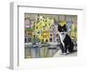 Cat in Corricella, Italy-Isy Ochoa-Framed Giclee Print