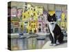 Cat in Corricella, Italy-Isy Ochoa-Stretched Canvas