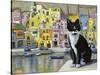 Cat in Corricella, Italy-Isy Ochoa-Stretched Canvas