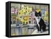 Cat in Corricella, Italy-Isy Ochoa-Framed Stretched Canvas