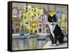 Cat in Corricella, Italy-Isy Ochoa-Framed Stretched Canvas