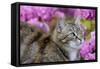 Cat in Garden-null-Framed Stretched Canvas