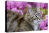 Cat in Garden-null-Stretched Canvas