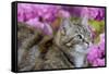 Cat in Garden-null-Framed Stretched Canvas