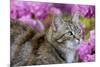 Cat in Garden-null-Mounted Photographic Print