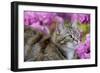 Cat in Garden-null-Framed Photographic Print