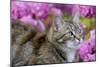 Cat in Garden-null-Mounted Photographic Print