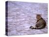 Cat in Street, Lipari, Sicily, Italy-Connie Bransilver-Stretched Canvas