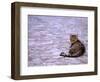 Cat in Street, Lipari, Sicily, Italy-Connie Bransilver-Framed Photographic Print