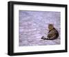 Cat in Street, Lipari, Sicily, Italy-Connie Bransilver-Framed Photographic Print