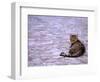 Cat in Street, Lipari, Sicily, Italy-Connie Bransilver-Framed Photographic Print