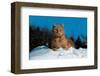 Cat In The Snow-null-Framed Art Print