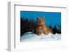 Cat In The Snow-null-Framed Art Print