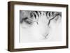 Cat, Japan-Panoramic Images-Framed Photographic Print