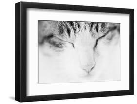 Cat, Japan-Panoramic Images-Framed Photographic Print