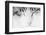 Cat, Japan-Panoramic Images-Framed Photographic Print