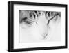 Cat, Japan-Panoramic Images-Framed Photographic Print