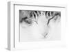 Cat, Japan-Panoramic Images-Framed Photographic Print