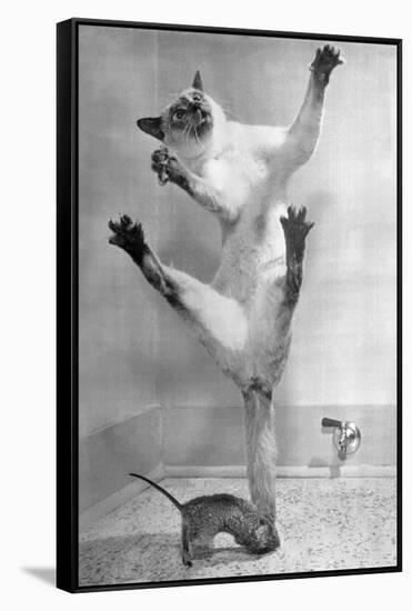 Cat Jumping over Mouse-null-Framed Stretched Canvas