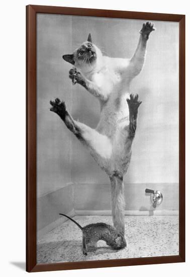 Cat Jumping over Mouse-null-Framed Photographic Print