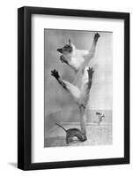 Cat Jumping over Mouse-null-Framed Photographic Print