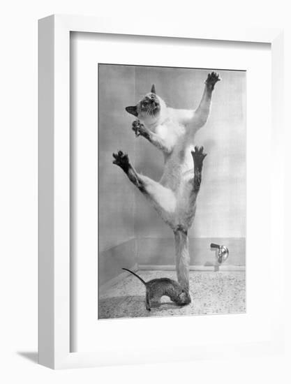 Cat Jumping over Mouse-null-Framed Photographic Print