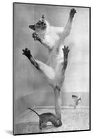 Cat Jumping over Mouse-null-Mounted Photographic Print