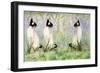 Cat Kins-Suzi Kennett-Framed Giclee Print