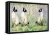 Cat Kins-Suzi Kennett-Framed Stretched Canvas