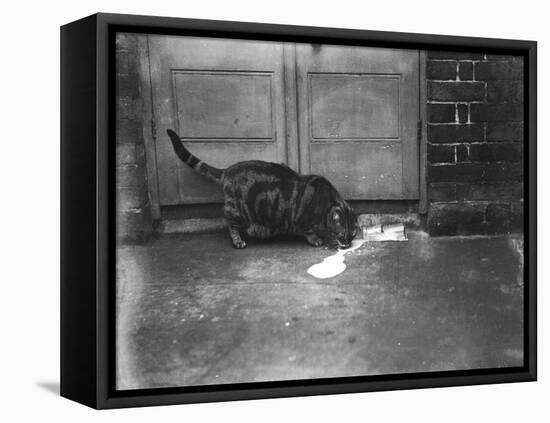 Cat Laps Up Spilt Milk-null-Framed Stretched Canvas