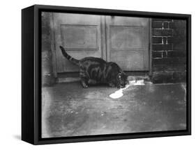 Cat Laps Up Spilt Milk-null-Framed Stretched Canvas