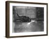 Cat Laps Up Spilt Milk-null-Framed Premium Photographic Print