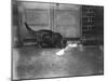 Cat Laps Up Spilt Milk-null-Mounted Premium Photographic Print