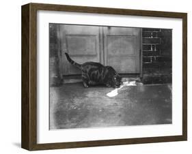 Cat Laps Up Spilt Milk-null-Framed Photographic Print