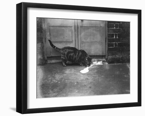 Cat Laps Up Spilt Milk-null-Framed Photographic Print