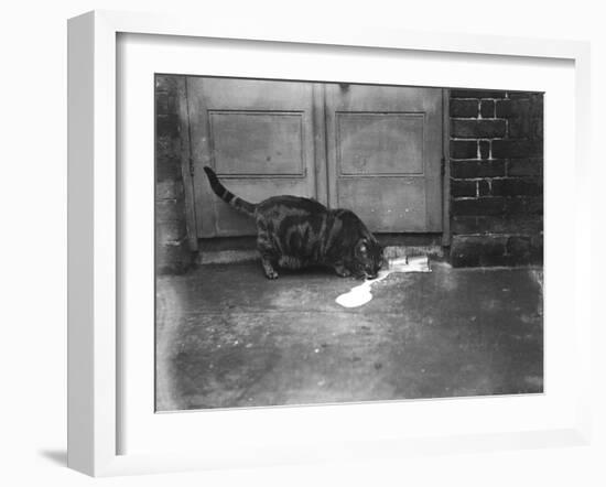 Cat Laps Up Spilt Milk-null-Framed Photographic Print