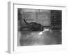 Cat Laps Up Spilt Milk-null-Framed Photographic Print