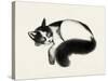 Cat Laze I-Grace Popp-Stretched Canvas