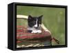 Cat, Lemgo, Germany-Thorsten Milse-Framed Stretched Canvas