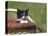 Cat, Lemgo, Germany-Thorsten Milse-Stretched Canvas