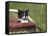 Cat, Lemgo, Germany-Thorsten Milse-Framed Stretched Canvas