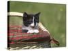 Cat, Lemgo, Germany-Thorsten Milse-Stretched Canvas