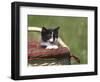 Cat, Lemgo, Germany-Thorsten Milse-Framed Photographic Print