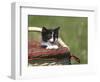 Cat, Lemgo, Germany-Thorsten Milse-Framed Photographic Print