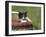 Cat, Lemgo, Germany-Thorsten Milse-Framed Photographic Print