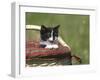 Cat, Lemgo, Germany-Thorsten Milse-Framed Photographic Print