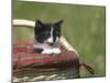 Cat, Lemgo, Germany-Thorsten Milse-Mounted Photographic Print