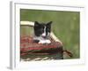 Cat, Lemgo, Germany-Thorsten Milse-Framed Photographic Print