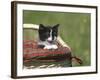 Cat, Lemgo, Germany-Thorsten Milse-Framed Photographic Print